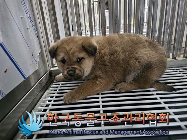 한국동물구조관리협회_441409202402025