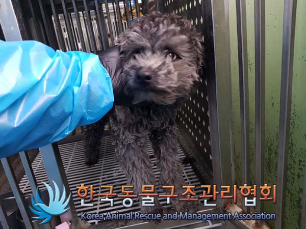 한국동물구조관리협회_441409202402022