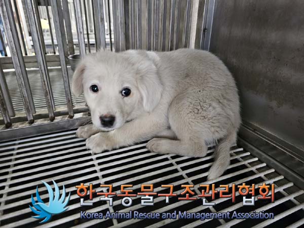 한국동물구조관리협회_441392202400321