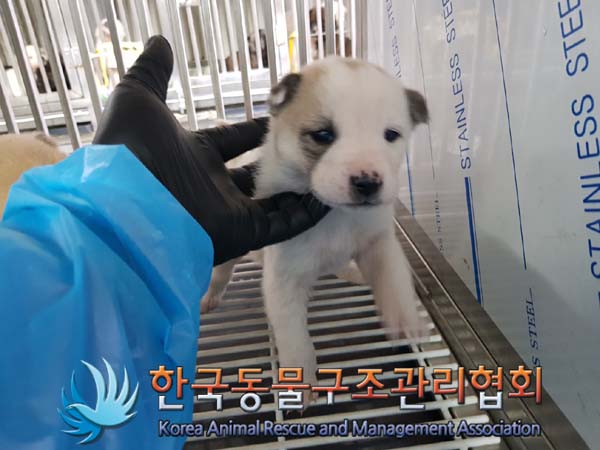 한국동물구조관리협회_411311202401026