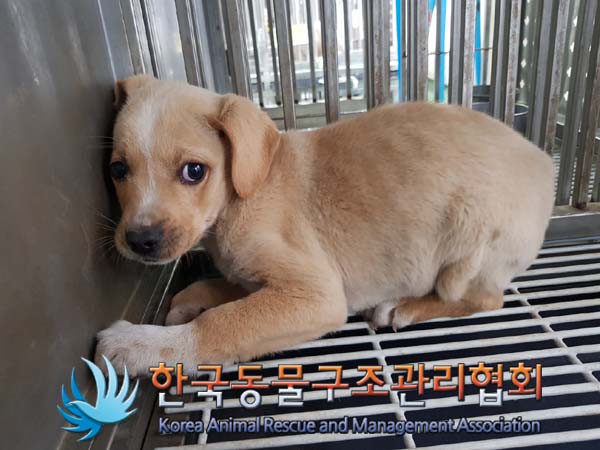 한국동물구조관리협회_441392202400318