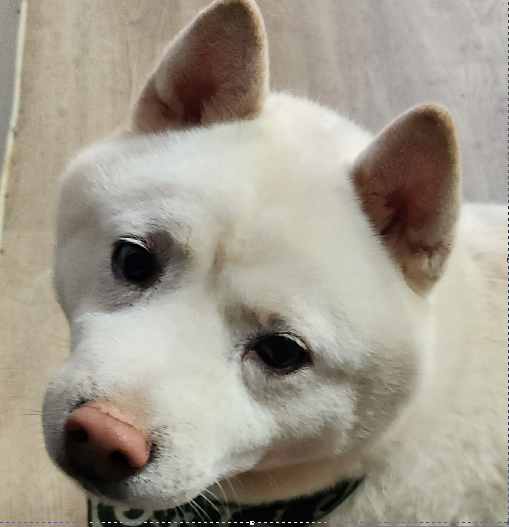 예산임시동물보호센터_444461202400743