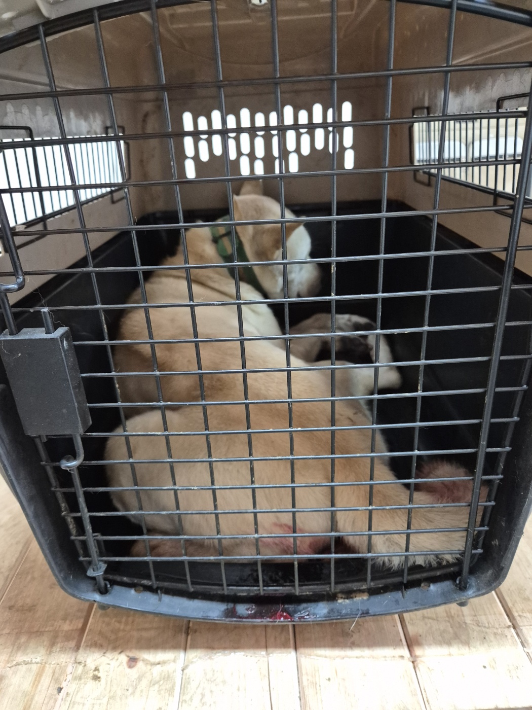 남양동물보호센터_441553202404216