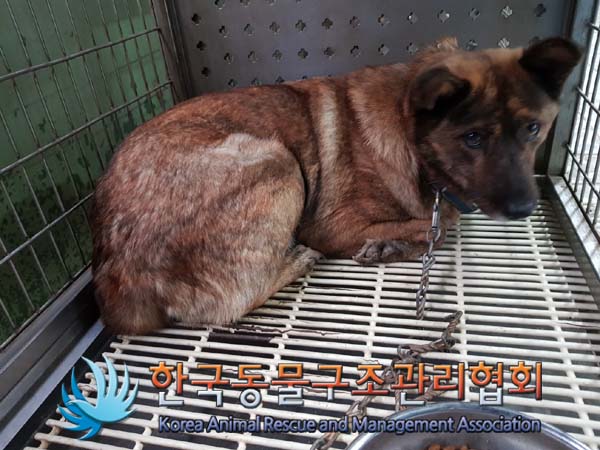 한국동물구조관리협회_411323202401086