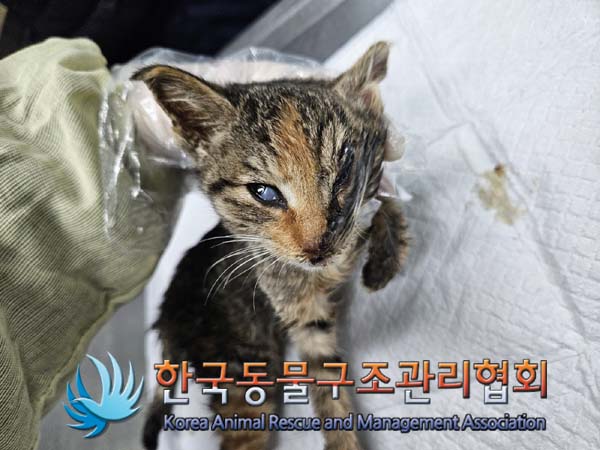 한국동물구조관리협회_441409202402026