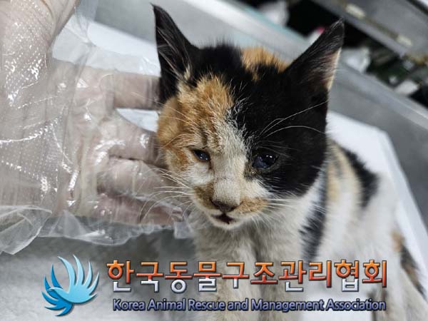 한국동물구조관리협회_441559202401444