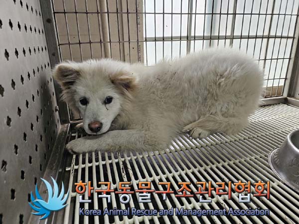 한국동물구조관리협회_441406202402241