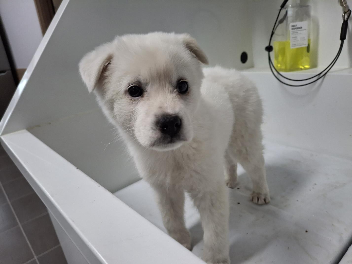 보호중 믹스견의 가…