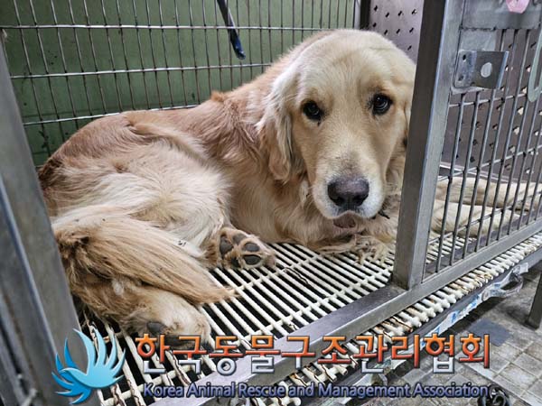 한국동물구조관리협회_441406202402242