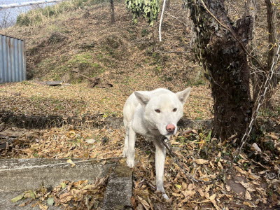 하동군유기동물보호소_448544202400511