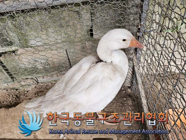 한국동물구조관리협회_441560202401461