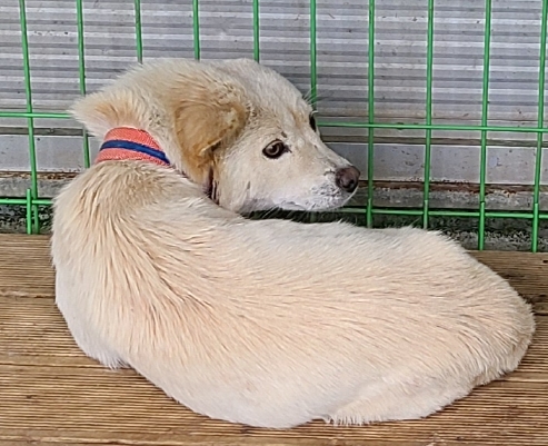 영천유기동물보호센터_447510202400903