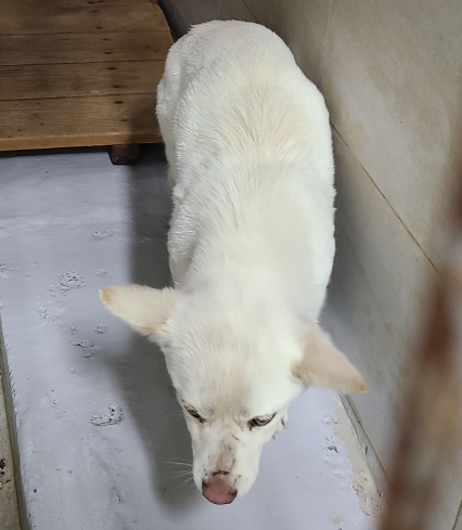 영천유기동물보호센터_447510202400905