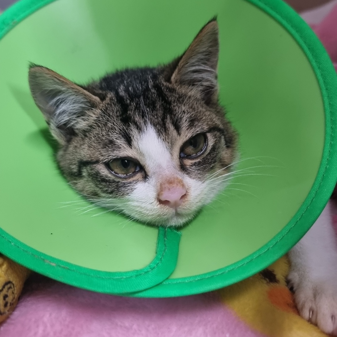 대한동물사랑협회_446482202401074