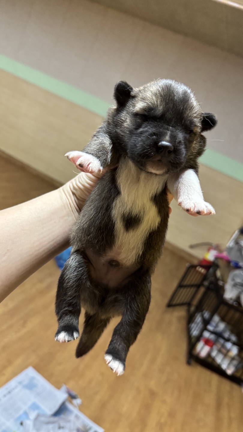당진시동물보호소_444568202401373