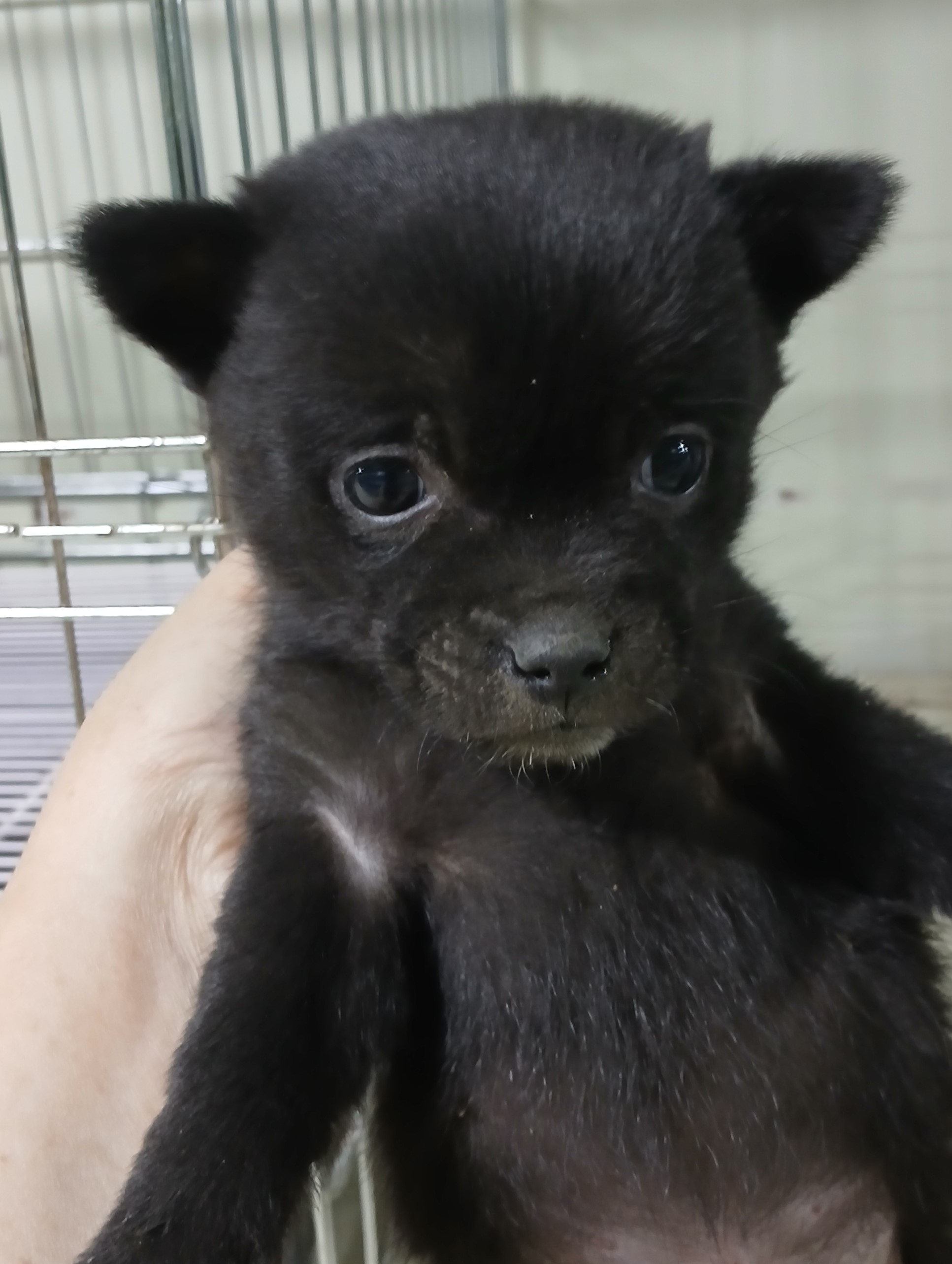 대구유기동물보호센터_427342202400954
