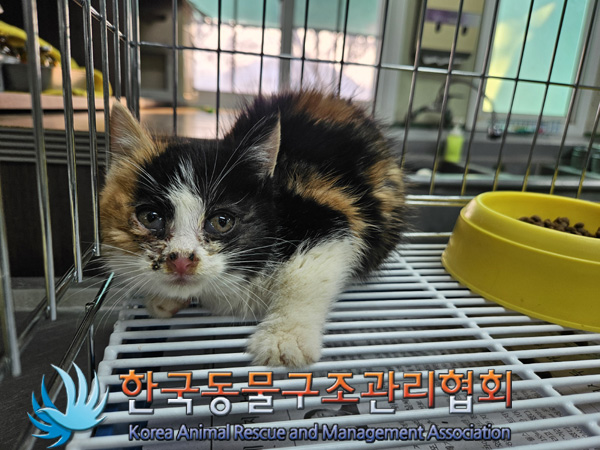 종료(입양) 한국 …