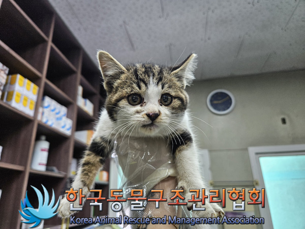 한국동물구조관리협회_441559202401446
