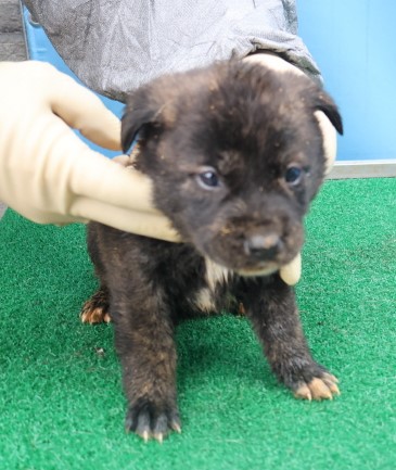 제주 동물보호센터_450650202403763