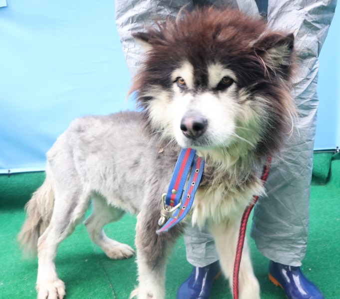 제주 동물보호센터_450650202403758