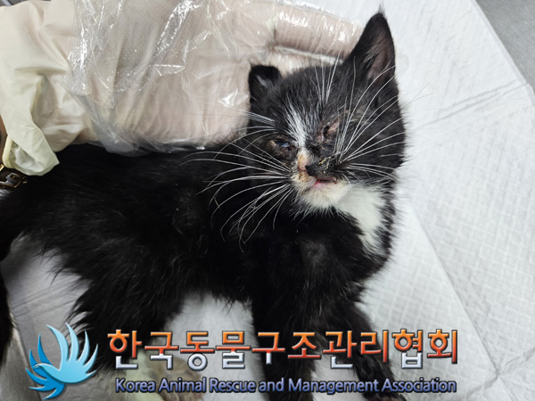 종료(자연사) 한국…