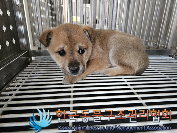 한국동물구조관리협회_441559202401447