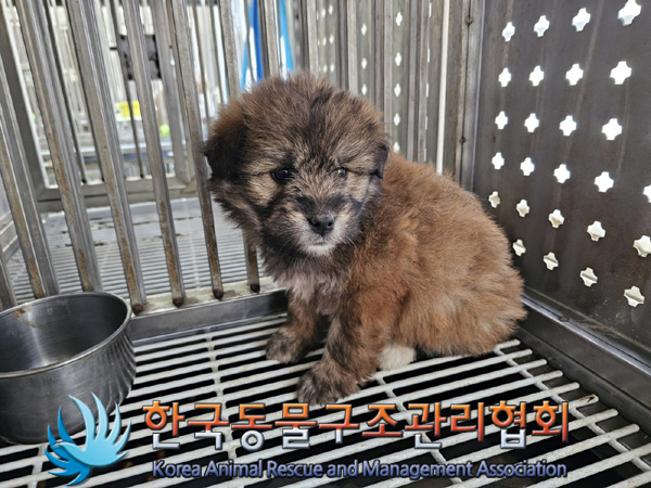 한국동물구조관리협회_441559202401448