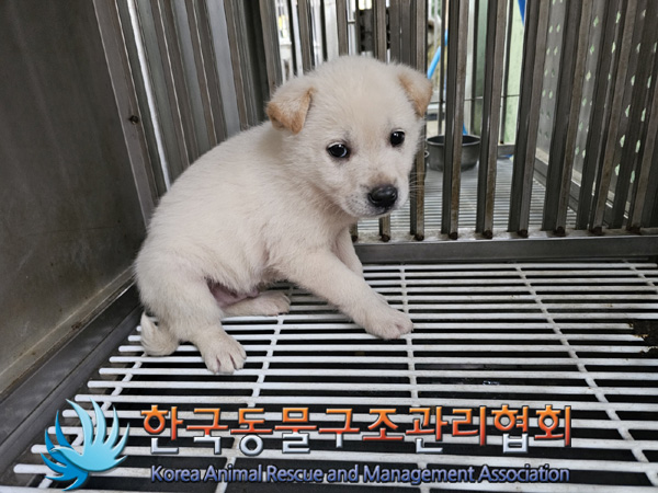 한국동물구조관리협회_441559202401449