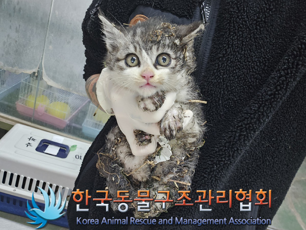 종료(입양) 한국 …