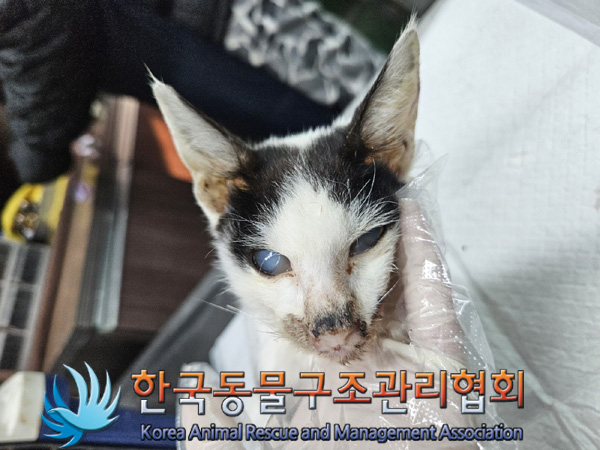 한국동물구조관리협회_441560202401463