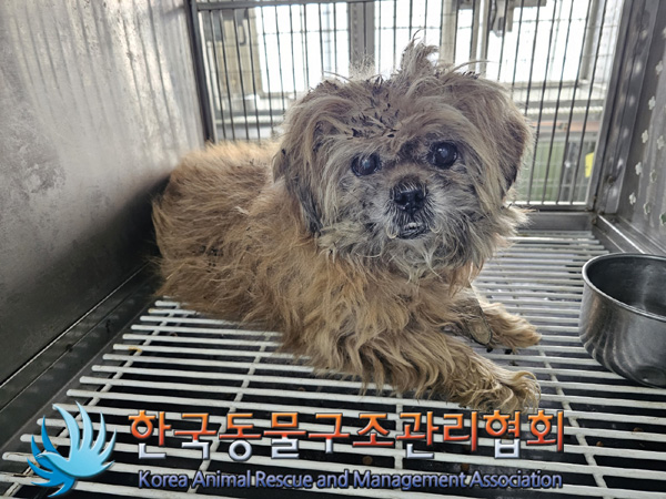 종료(안락사) 믹스…