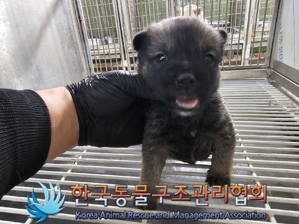 한국동물구조관리협회_441560202401469