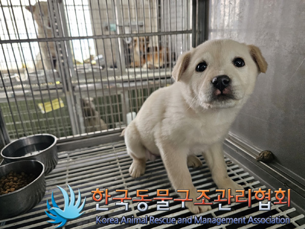 한국동물구조관리협회_441560202401467