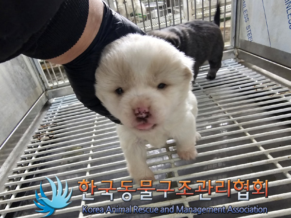 한국동물구조관리협회_441560202401468