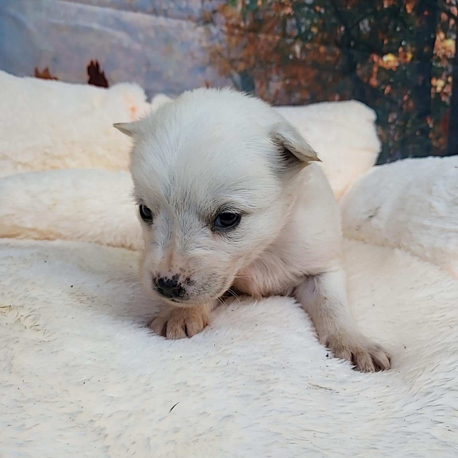 보호중 믹스견의 가…