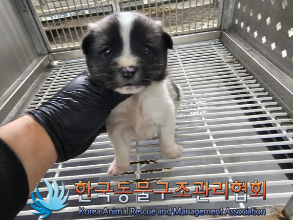 한국동물구조관리협회_441560202401470