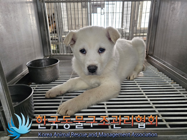 한국동물구조관리협회_441560202401465