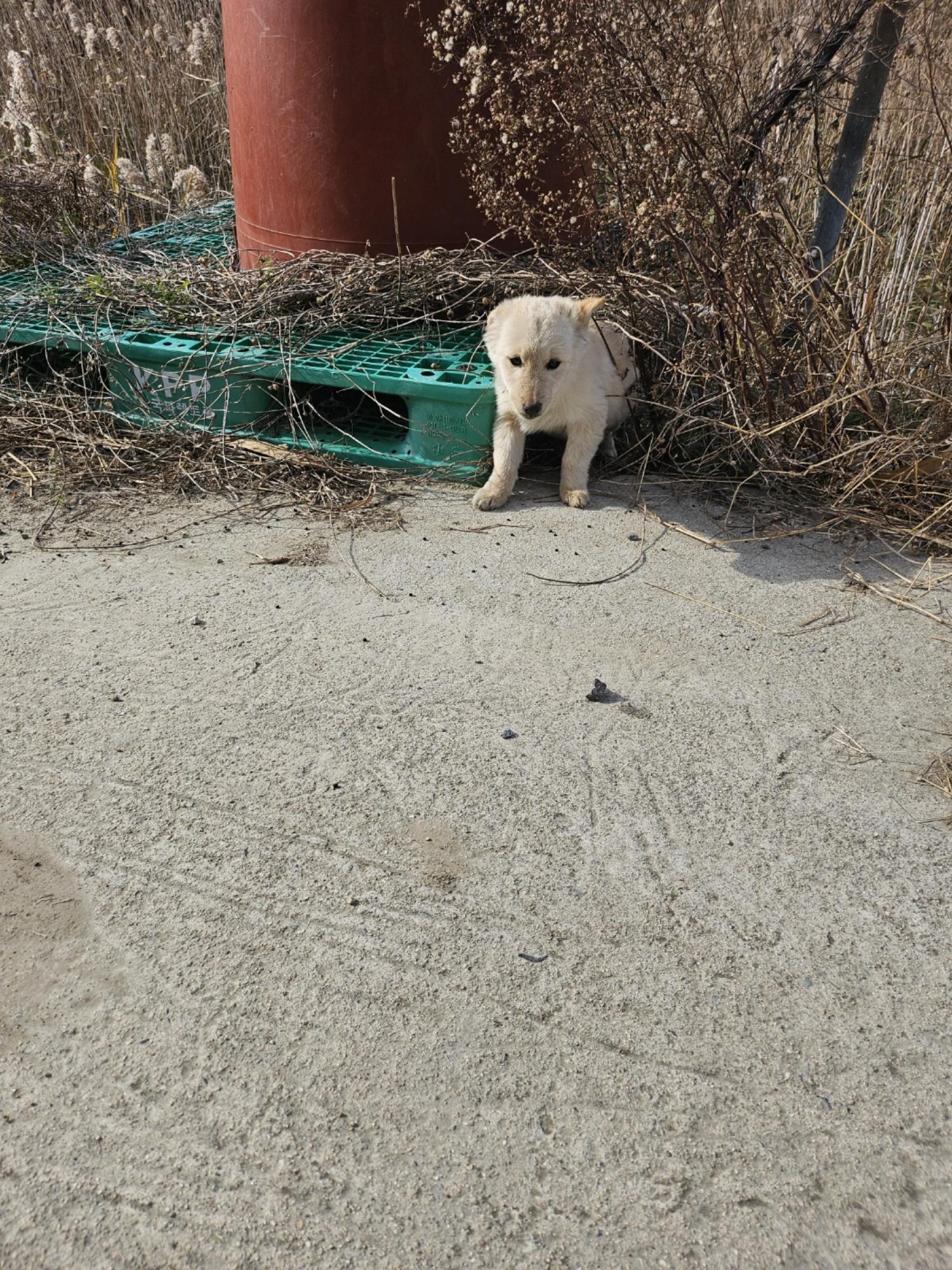 영광동물보호센터_446497202400577