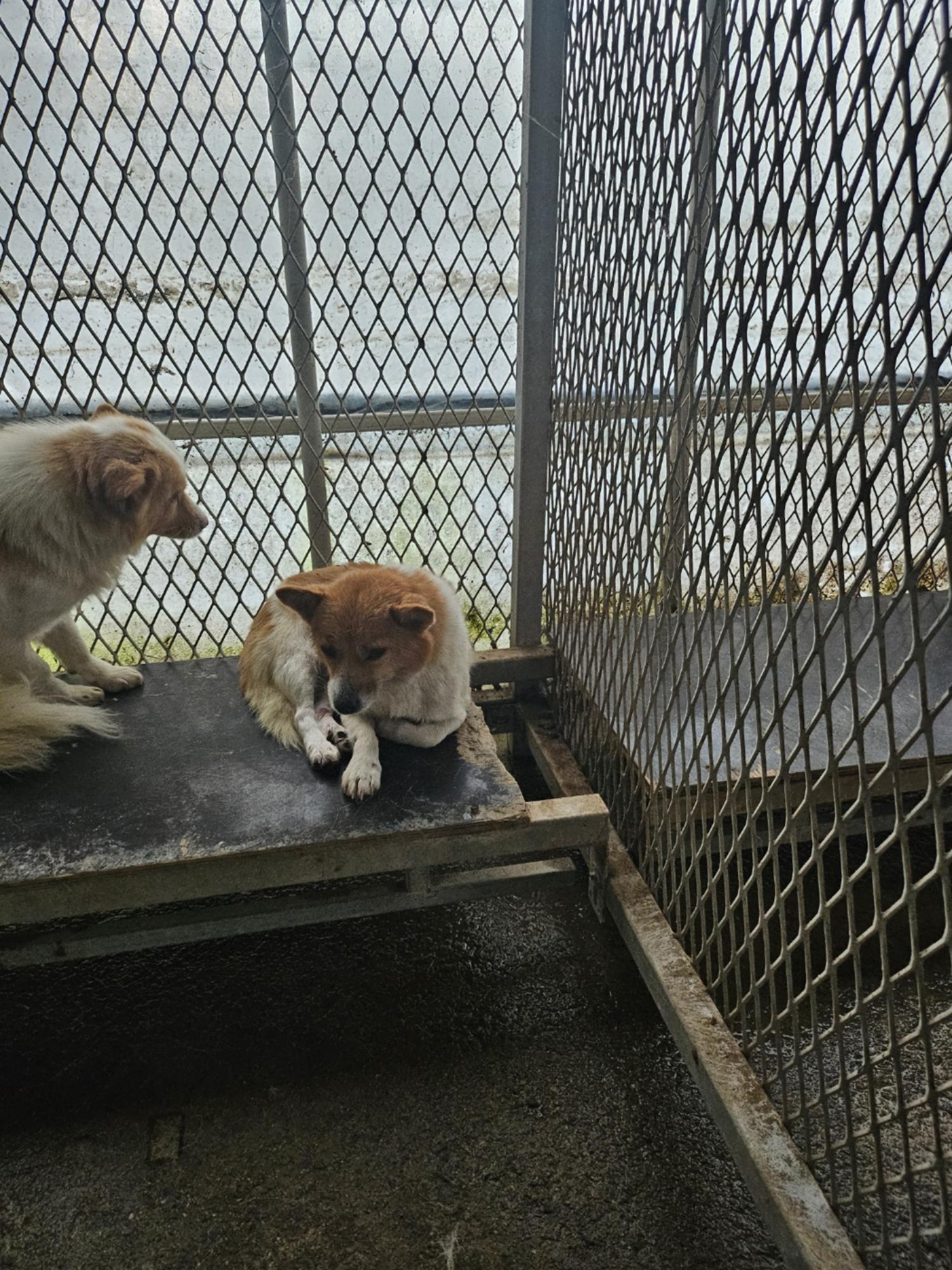 영광동물보호센터_446497202400584
