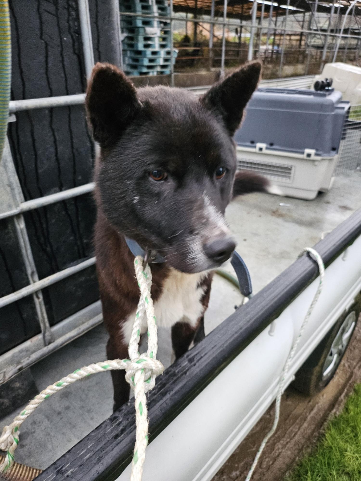 영광동물보호센터_446497202400585