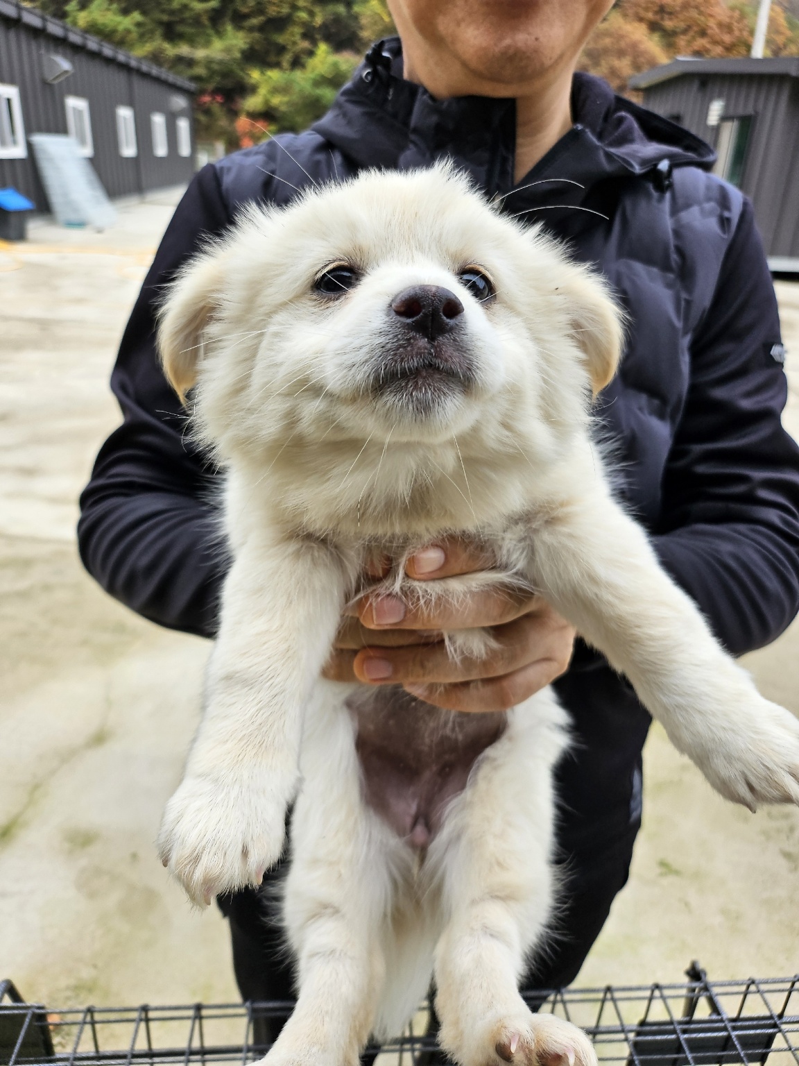 보호중 믹스견의 가…