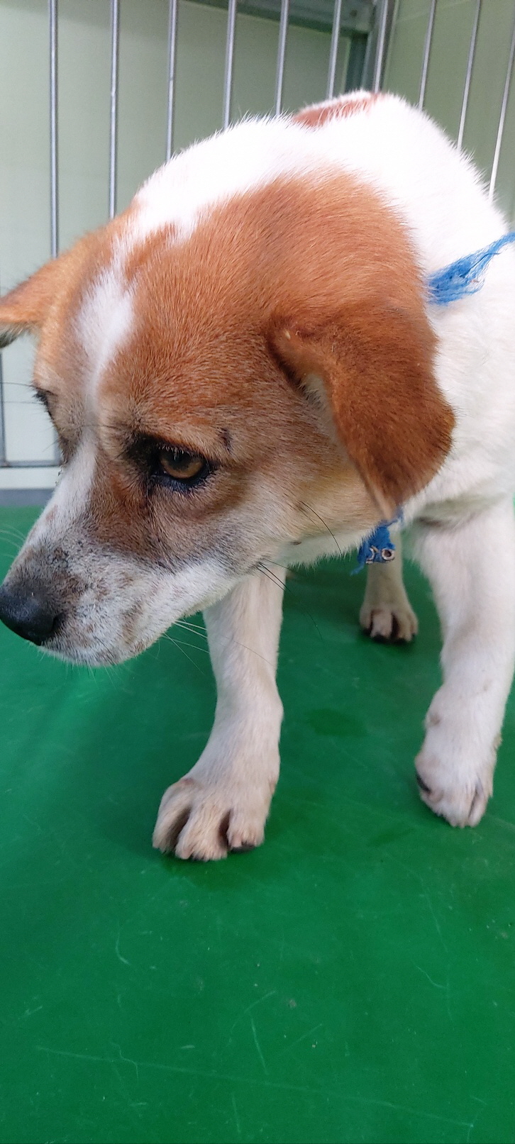 보호중 믹스견의 가…