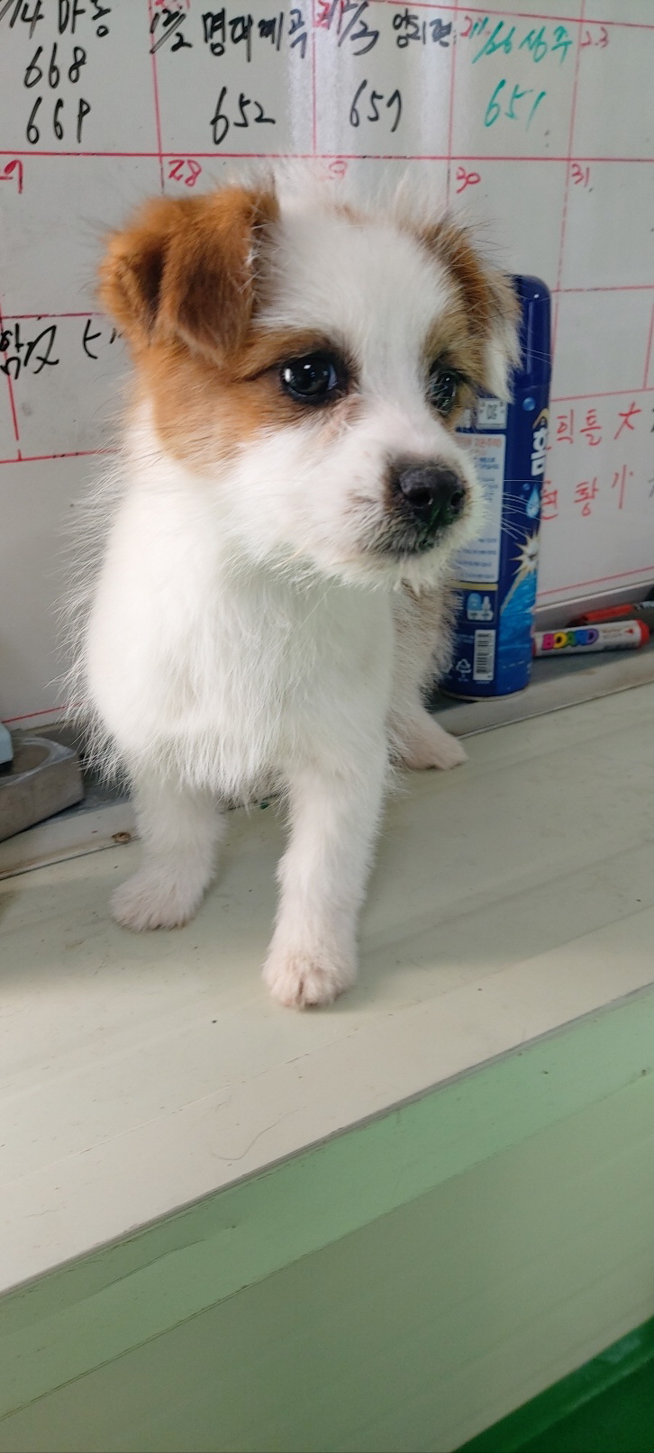 보령시유기동물보호소_444451202401290