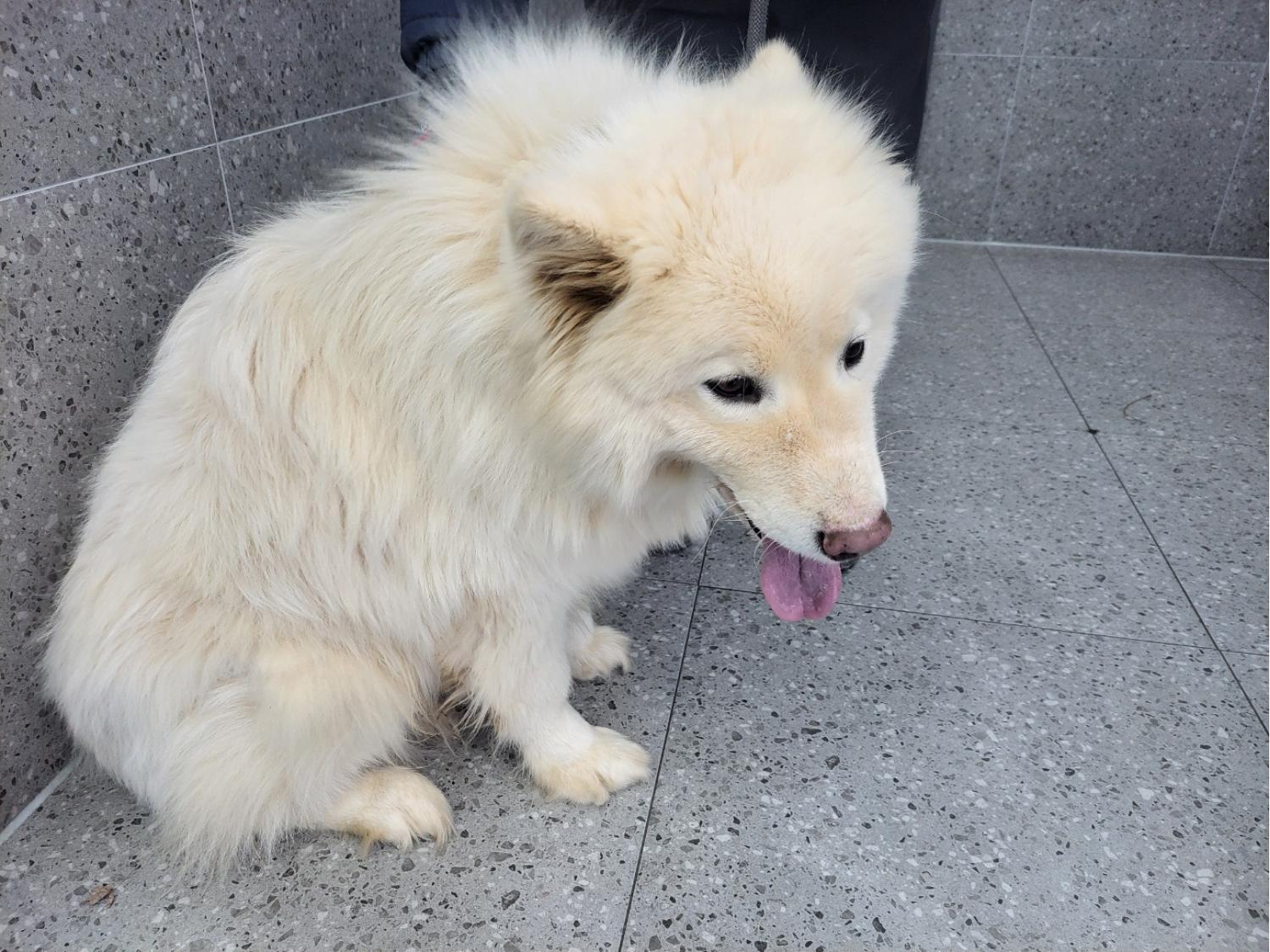 고양시동물보호센터_441394202402569