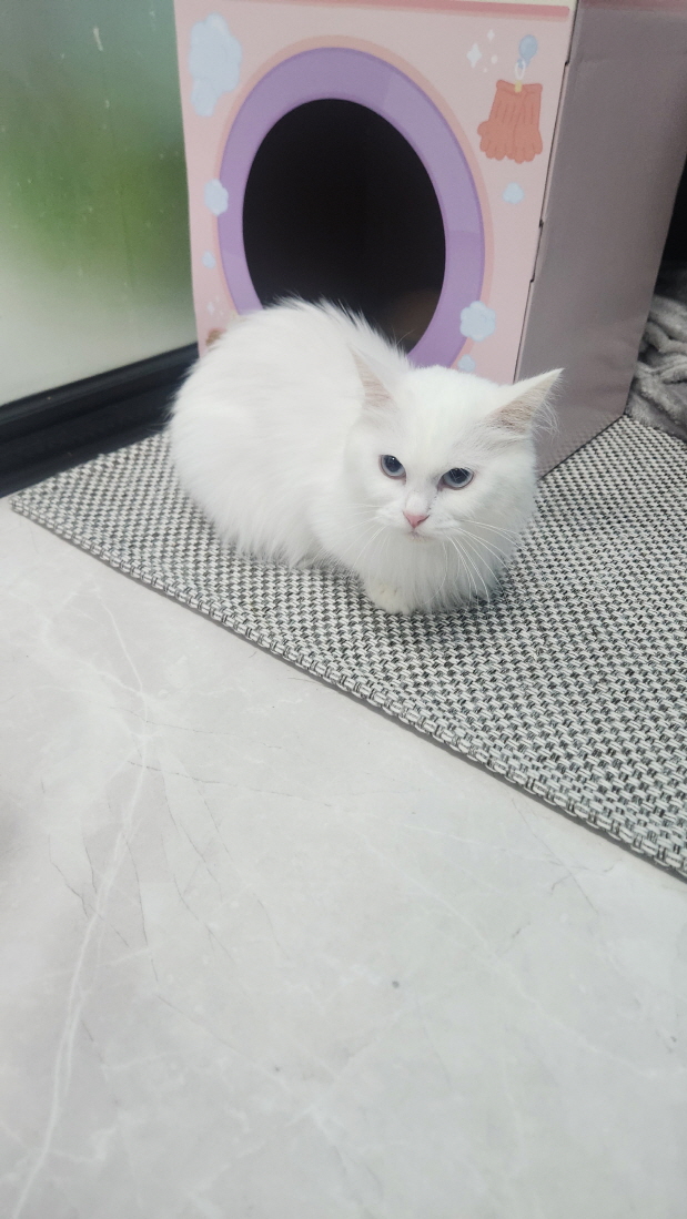 익산유기동물보호소_445468202403183