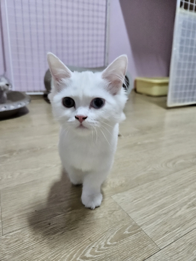 익산유기동물보호소_445468202403174