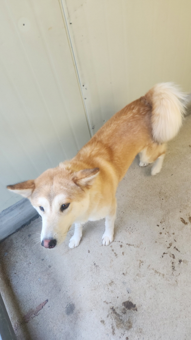 보호중 시베리안 허…