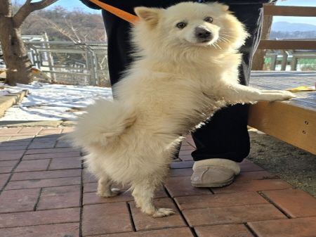 원주시동물보호센터_442419202401070