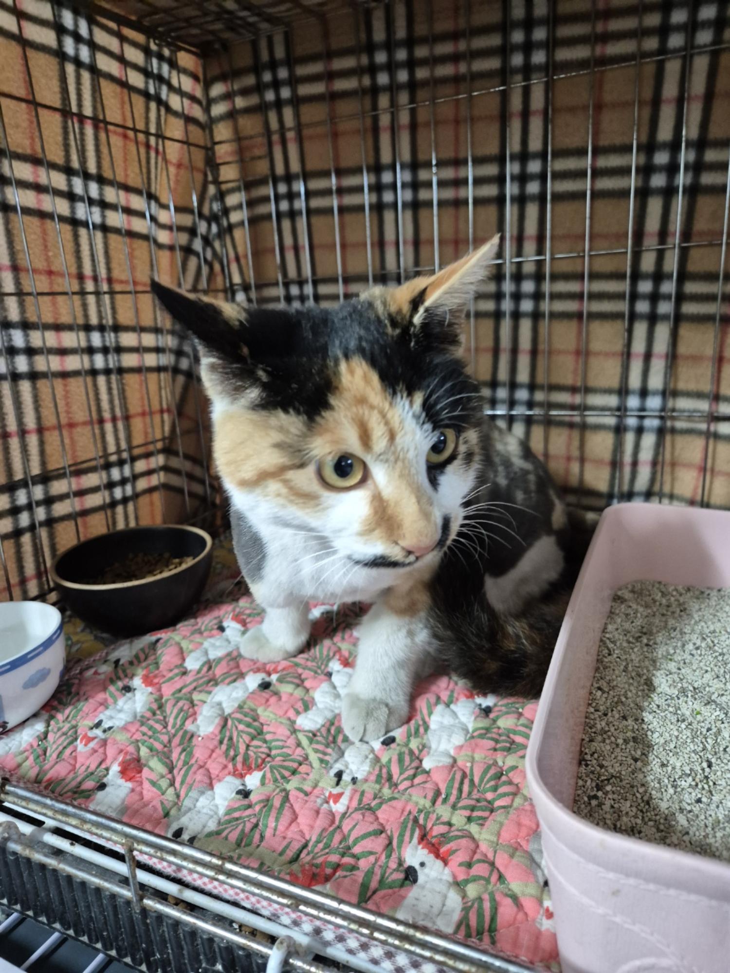 종료(입양) 한국 …