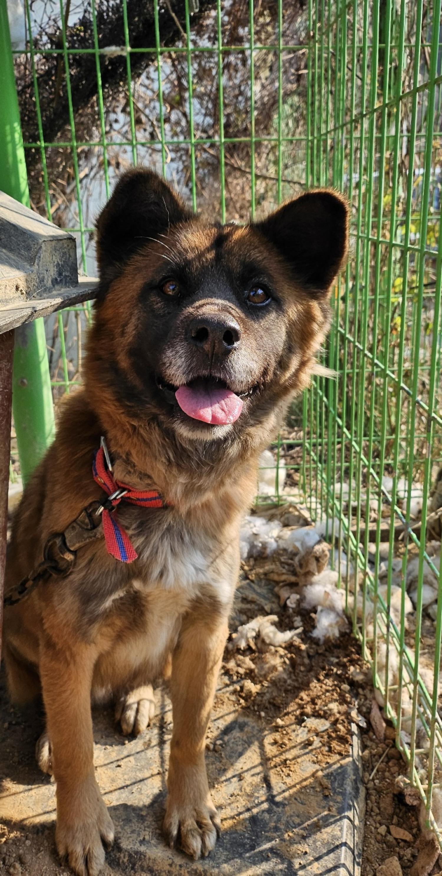 울산유기동물보호센터_431373202402111